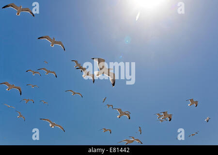 Horizontale Nahaufnahme von einer Herde von Europäische Silbermöwen, Larus Argentatus, Inflight vor blauem Himmel. Stockfoto