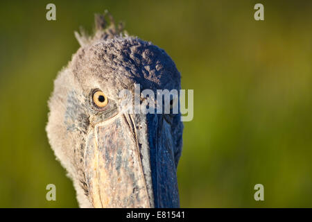 Ein Schuhschnabel Vogel gibt einen kalten Blick aus der Nähe. Stockfoto