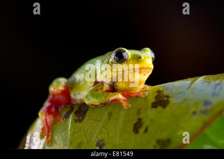 Ein bunten Reed Frosch klammert sich an ein Blatt im Bangweulu Feuchtgebiete, Sambia Stockfoto