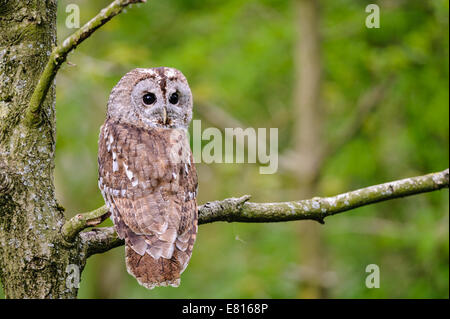 Waldkauz (Strix Aluco) thront auf Ast Stockfoto