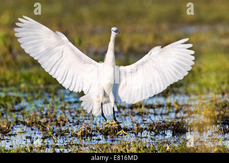 Ein Seidenreiher landet in einer Wasserstraße Bangweulu Feuchtgebiete, Sambia Stockfoto