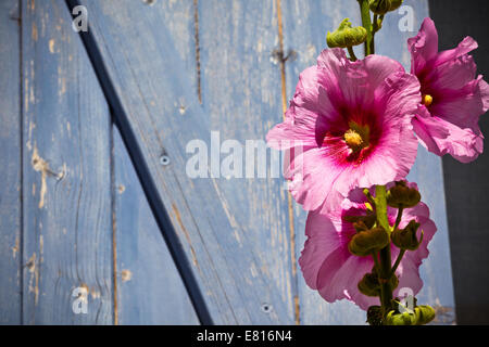 Schöne rosa Stockrose Blume gegen blaue Holzbohlen Oberfläche Hintergrund. Horizontalen Schuss Stockfoto