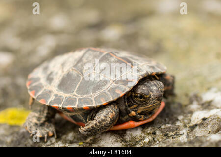 Baby Schildkröte - Chrysemys Picta Picta gemalt Stockfoto