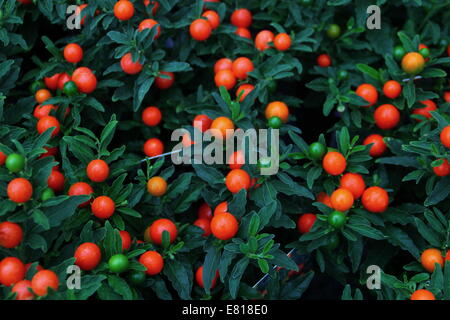 Nahaufnahme von Solanum Thurino Früchte - auch bekannt als Apple of Love Pflanze oder Orange Tree, UK Stockfoto