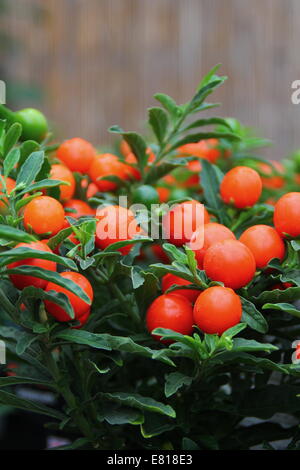 Nahaufnahme von Solanum Thurino Früchte - auch bekannt als Apple of Love Pflanze oder Orange Tree, UK Stockfoto