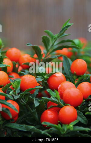 Nahaufnahme von Solanum Thurino Früchte - auch bekannt als Apple of Love Pflanze oder Orange Tree, UK Stockfoto