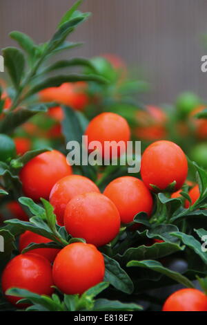 Nahaufnahme von Solanum Thurino Früchte - auch bekannt als Apple of Love Pflanze oder Orange Tree, UK Stockfoto