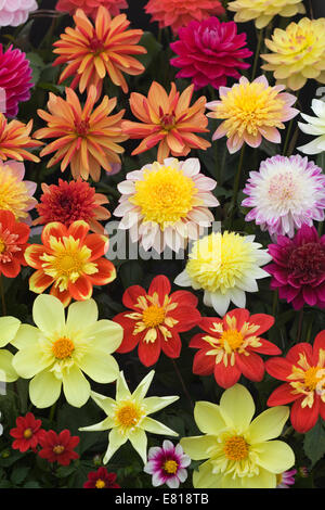 Verschiedene frisch geschnittene Blumen Stockfoto