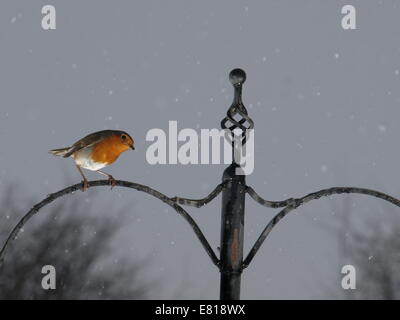 Robin im Regen Stockfoto