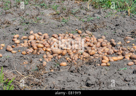 Kartoffelernte im Garten im Sommer Stockfoto