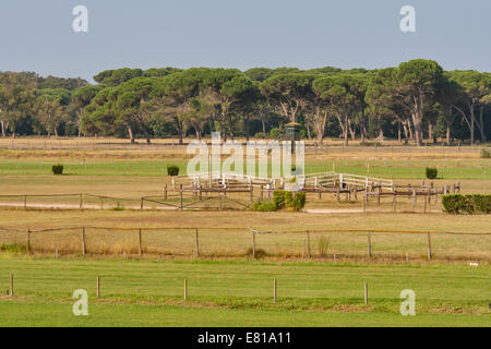 Pferderennbahn mit Rasen natürlich Stockfoto