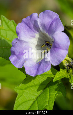 Einzelne Blume des Apfels von Peru, Nicandra Physalodes, ein giftiges Jahreslohn Stockfoto