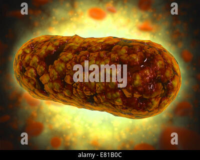 Mikroskopische Ansicht von Yersinia. Yersinia ist ein Gram-negative, stäbchenförmige Bakterien der Familie Enterobacteriaceae. Stockfoto