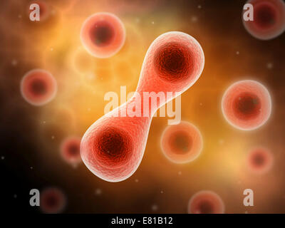 Mikroskopische Ansicht der Zellteilung. Stockfoto