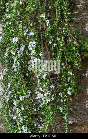 Blüten und Laub des niederen Rosmarins, Rosmarinus officinalis (Prostratus-Gruppe), hängen über einer Wand Stockfoto