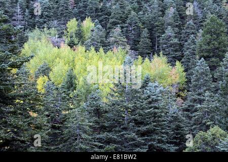 Espen in Herbstfarben entlang Baum Spring Trail Sandia Mtns von New-Mexico - USA Stockfoto