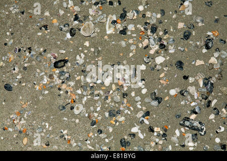 Seashells on a sandy beach. Stockfoto