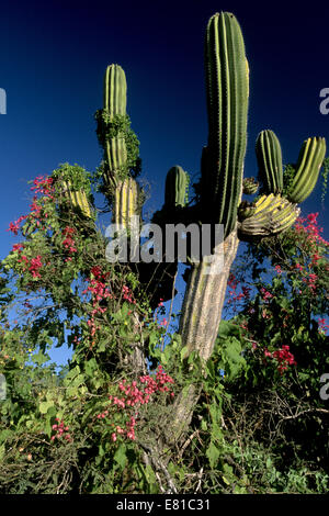 San Lucan xeric Peeling Ecoregion in voller Blüte nach seltene schwere im Süden der Halbinsel Baja Regenfälle Stockfoto