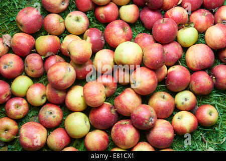 Rot fallen Äpfel liegen in den Rasen. Herbst-Ernte-Konzept-Hintergrund Stockfoto