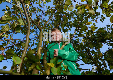 Junge blonde Kind stehend oder Klettern im Apfelbaum, Herbst Stockfoto
