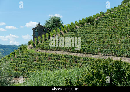 Italien, Weinberge des Piemonts: Langhe Roero und Monferrato auf der Weltkulturerbe Liste UNESCO Stockfoto