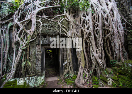 Ta Prohm ist der moderne Name von dem was ursprünglich Rajavihar hieß. Gebaut im Bayon-Stil weitgehend im späten 12. und frühen Stockfoto