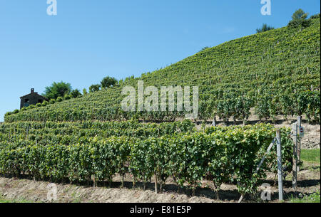 Italien, Weinberge des Piemonts: Langhe Roero und Monferrato auf der Liste des Weltkulturerbes UNESCO-t Stockfoto