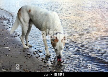 Ein weißer Hund aus einem Fluss trinken. Stockfoto