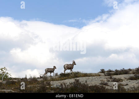 Dickhornschafe im Bereich Many Glacier des Glacier National Park. Stockfoto