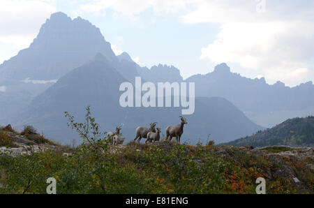 Dickhornschafe im Bereich Many Glacier des Glacier National Park. Stockfoto