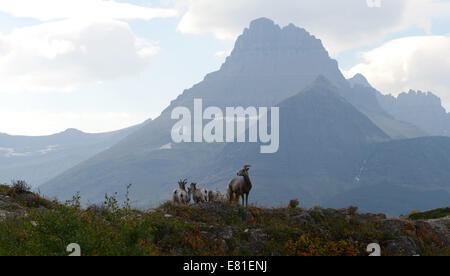 Dickhornschafe im Bereich Many Glacier des Glacier National Park. Stockfoto