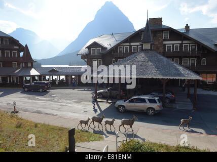 Dickhornschafe im Many Glacier Hotel im Glacier National Park, Montana. Stockfoto