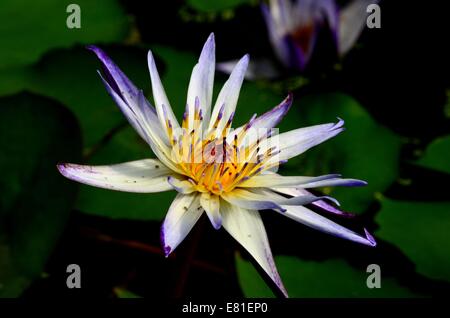 Wunderschöne violette weiße und gelbe Seerose Blume in voller Blüte Stockfoto