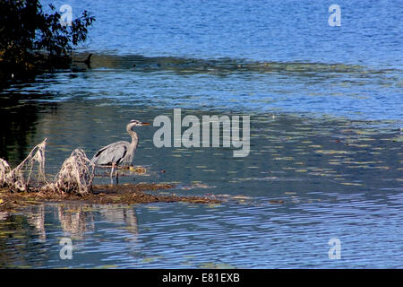 Great Blue Heron stehend auf Seen Rand, Angeln. Stockfoto