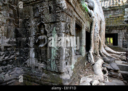 Ruinen von Ta Prohm Tempel, Angkor Wat, Kambodscha Stockfoto