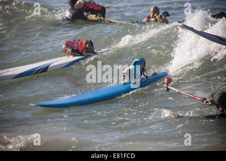 Huntington Beach, CA, USA. 28. September 2014. King Charles Spaniels fangen Wellen an Surf City Surf Dog™ jährlichen Eckzahn Surf-Wettbewerb. Hunde aller Größen "hängen 20", wie sie in vier Gewichtsklassen Divisionen sowie eine Tandem-Hitze zu konkurrieren. Sie werden auf eine Vielzahl von Fähigkeiten, einschließlich der Dauer ihrer Fahrt und ihr Vertrauen auf dem Brett beurteilt. Bildnachweis: Andie Mühlen/Alamy Live-Nachrichten Stockfoto