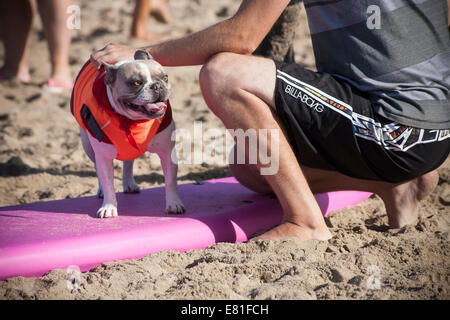 Huntington Beach, CA, USA. 28. September 2014. Schlange, um am jährlichen Eckzahn Surfwettbewerb Surf City Surf Dog™ konkurrieren. Hunde aller Größen "hängen 20", wie sie in vier Gewichtsklassen Divisionen sowie eine Tandem-Hitze zu konkurrieren. Sie werden auf eine Vielzahl von Fähigkeiten, einschließlich der Dauer ihrer Fahrt und ihr Vertrauen auf dem Brett beurteilt. Bildnachweis: Andie Mühlen/Alamy Live-Nachrichten Stockfoto