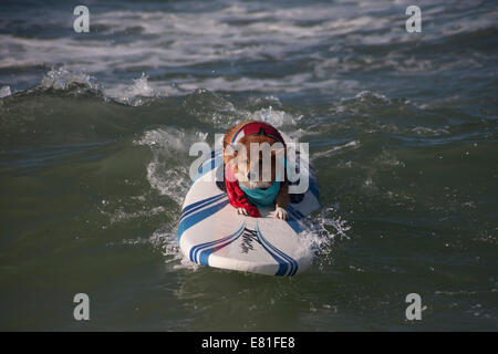 Huntington Beach, CA, USA. 28. September 2014. Ein Hund tritt bei Surf City Surf Dog™ jährlichen Eckzahn Surf-Wettbewerb. Hunde aller Größen "hängen 20", wie sie in vier Gewichtsklassen Divisionen sowie eine Tandem-Hitze zu konkurrieren. Sie werden auf eine Vielzahl von Fähigkeiten, einschließlich der Dauer ihrer Fahrt und ihr Vertrauen auf dem Brett beurteilt. Bildnachweis: Andie Mühlen/Alamy Live-Nachrichten Stockfoto