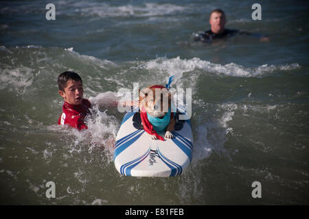 Huntington Beach, CA, USA. 28. September 2014. Ein Hund tritt bei Surf City Surf Dog™ jährlichen Eckzahn Surf-Wettbewerb. Hunde aller Größen "hängen 20", wie sie in vier Gewichtsklassen Divisionen sowie eine Tandem-Hitze zu konkurrieren. Sie werden auf eine Vielzahl von Fähigkeiten, einschließlich der Dauer ihrer Fahrt und ihr Vertrauen auf dem Brett beurteilt. Bildnachweis: Andie Mühlen/Alamy Live-Nachrichten Stockfoto