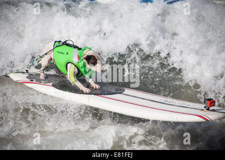 Huntington Beach, CA, USA. 28. September 2014. Ein Hund tritt bei Surf City Surf Dog™ jährlichen Eckzahn Surf-Wettbewerb. Hunde aller Größen "hängen 20", wie sie in vier Gewichtsklassen Divisionen sowie eine Tandem-Hitze zu konkurrieren. Sie werden auf eine Vielzahl von Fähigkeiten, einschließlich der Dauer ihrer Fahrt und ihr Vertrauen auf dem Brett beurteilt. Bildnachweis: Andie Mühlen/Alamy Live-Nachrichten Stockfoto