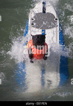 Huntington Beach, CA, USA. 28. September 2014. Ein Hund tritt bei Surf City Surf Dog™ jährlichen Eckzahn Surf-Wettbewerb. Hunde aller Größen "hängen 20", wie sie in vier Gewichtsklassen Divisionen sowie eine Tandem-Hitze zu konkurrieren. Sie werden auf eine Vielzahl von Fähigkeiten, einschließlich der Dauer ihrer Fahrt und ihr Vertrauen auf dem Brett beurteilt. Bildnachweis: Andie Mühlen/Alamy Live-Nachrichten Stockfoto