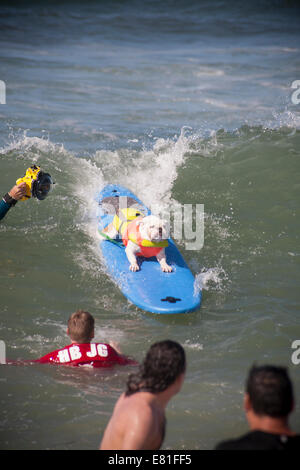 Huntington Beach, CA, USA. 28. September 2014. Ein Hund tritt bei Surf City Surf Dog™ jährlichen Eckzahn Surf-Wettbewerb. Hunde aller Größen "hängen 20", wie sie in vier Gewichtsklassen Divisionen sowie eine Tandem-Hitze zu konkurrieren. Sie werden auf eine Vielzahl von Fähigkeiten, einschließlich der Dauer ihrer Fahrt und ihr Vertrauen auf dem Brett beurteilt. Bildnachweis: Andie Mühlen/Alamy Live-Nachrichten Stockfoto