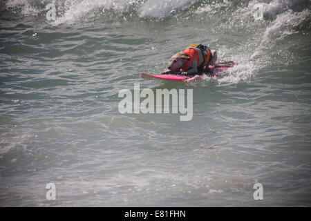 Huntington Beach, CA, USA. 28. September 2014. Ein Hund tritt bei Surf City Surf Dog™ jährlichen Eckzahn Surf-Wettbewerb. Hunde aller Größen "hängen 20", wie sie in vier Gewichtsklassen Divisionen sowie eine Tandem-Hitze zu konkurrieren. Sie werden auf eine Vielzahl von Fähigkeiten, einschließlich der Dauer ihrer Fahrt und ihr Vertrauen auf dem Brett beurteilt. Bildnachweis: Andie Mühlen/Alamy Live-Nachrichten Stockfoto