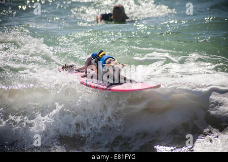 Huntington Beach, CA, USA. 28. September 2014. Ein Hund tritt bei Surf City Surf Dog™ jährlichen Eckzahn Surf-Wettbewerb. Hunde aller Größen "hängen 20", wie sie in vier Gewichtsklassen Divisionen sowie eine Tandem-Hitze zu konkurrieren. Sie werden auf eine Vielzahl von Fähigkeiten, einschließlich der Dauer ihrer Fahrt und ihr Vertrauen auf dem Brett beurteilt. Bildnachweis: Andie Mühlen/Alamy Live-Nachrichten Stockfoto