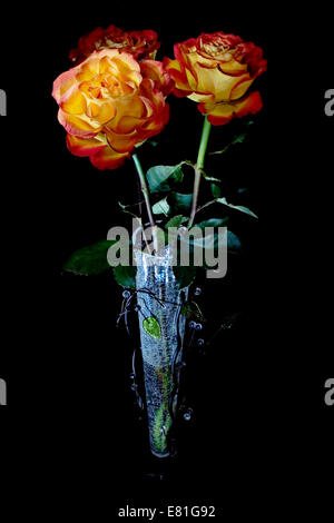 Drei Rosen in Vase Cutglass auf schwarzem Hintergrund. Stockfoto