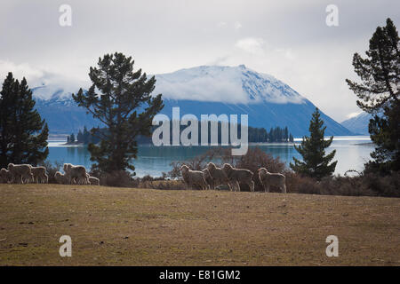 Alpine Landschaft, Südinsel, Neuseeland: Lake Tekapo Stockfoto