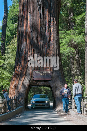 California, Leggett, Kronleuchter Baum, fahren Sie durch Baum, riesigen Redwood-Baum-315-Füße hoch Stockfoto