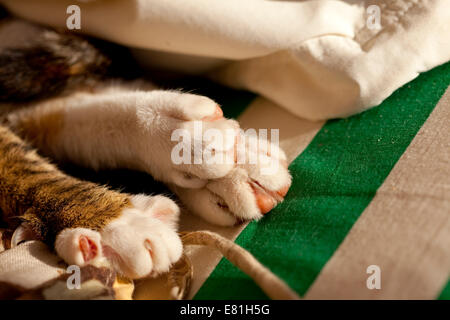 Süße süße Katze mit grünen Augen Stockfoto