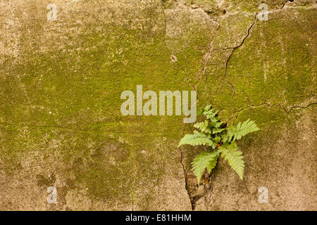 alte Mauer mit grünem Moos und Farnen in Riss angebaut Stockfoto