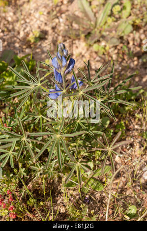 Blumen des schmalen blätterte Lupine, Lupinus angustifolius Stockfoto